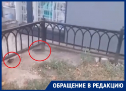 Полчище бесстрашных крыс атаковало остановку в Воронеже