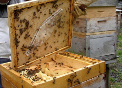 Под Воронежем начинающий пчеловод украл три улья из-под носа пьяного сторожа