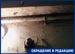 Трупы насекомых в паутине мешают воронежцам жить