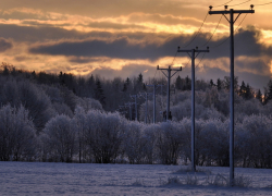 Под Воронежем восемь сел остались без света из-за лесорубов