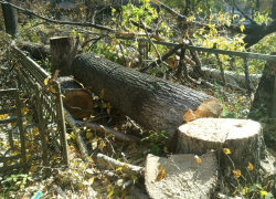 Воронежские власти потратят 25 миллионов рублей на вырубку деревьев