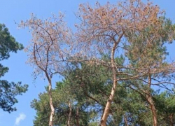 Деревья вырубят в парке «Алые паруса» в Воронеже
