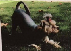 В Воронеже 16-летняя дочь жестоко выбросила собаку матери на улицу