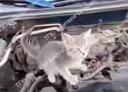 Пушистый "автомеханик" замечен в автомобиле в Воронеже