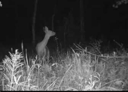 На дороге под Воронежем немецкая иномарка сбила косулю