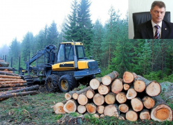 «Такими темпами от леса в Рамони  ничего не останется». Почему Виктор Логвинов заволокитил важный документ? 