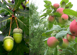 Символами Воронежской области может стать дуб или яблоня 