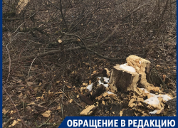 Вырубку «Вековой дубравы» опровергли в Воронеже