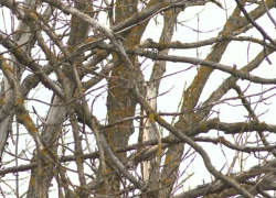 Опубликовано фото деревьев, заразившихся опасным заболеванием в Воронежской области