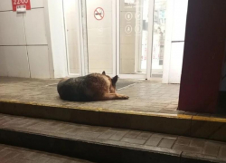 Воронежский Хатико обрел новый дом, но случилось неладное 