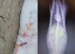 Живодером с пневматикой заинтересовалась воронежская полиция