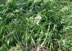 В Воронежской области бывший школьный учитель занялся изготовлением наркотиков 