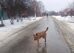 Нападавшую на школьников собаку застрелил полицейский в Воронежской области