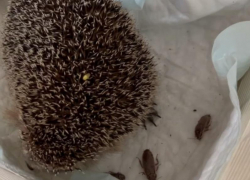 Самоуверенного ежика спасли от холодной смерти воронежские волонтеры