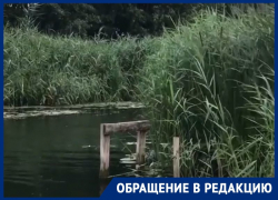 О брошенной и заросшей реке Савале рассказали жители Воронежской области