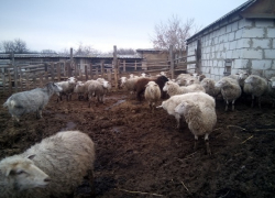 В Воронежском селе впервые за 20 лет стая волков напала на овец
