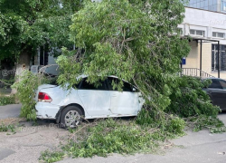 Дерево рухнуло на легковушку у детской поликлиники в Воронеже