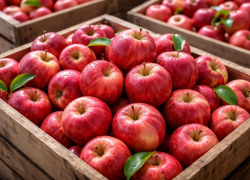 Крупного воронежского производителя яблок признали банкротом по иску ВТБ