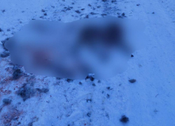 Бездомные собаки растерзали косулю в поселке под Воронежем