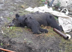 Последствия нападения медведя на воронежцев попали на видео