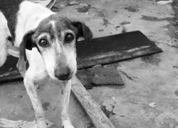 Подросток устроил стрельбу по бездомным собакам в Воронеже