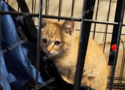 Бездушные хозяева выбросили котят из машины в воронежском Шилово