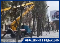 «Оставляют столбы»: мэрия объяснила обрезку деревьев в Воронеже