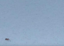 Пепельный снегопад накрыл город в Воронежской области