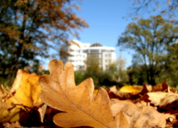 Воронежцы выйдут на осенний субботник 25 октября