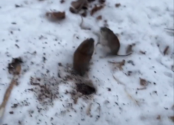 Настоящие мышиные бои засняли на видео в воронежском парке
