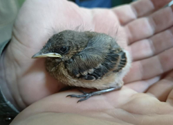 Неизвестную птицу нашли в Воронежской области