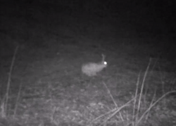 Одинокого зайца застали на лесной поляне в воронежском заповеднике