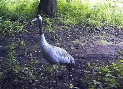 В Воронежском заповеднике сняли, как прогуливается семейство серых журавлей