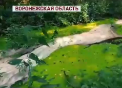 Жижу-угрозу нагорной дубраве и реке Дон взял на контроль федеральный ОНФ 