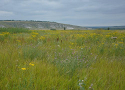 Охранные обязательства оформят для 187 памятников природы в Воронежской области
