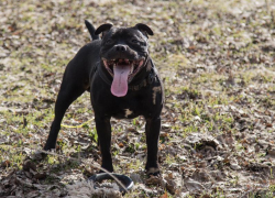 Нападение бродячей собаки на шестилетнего ребенка проверят следователи под Воронежем 