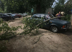 В Воронеже тополь-убийца рухнул на "Волгу"