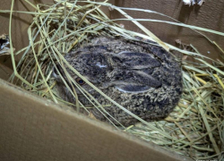 Ослабленного крошечного малыша спасли под Воронежем