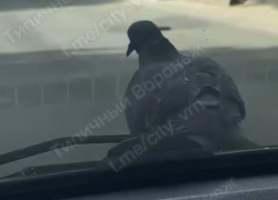 Самого ленивого голубя нашли в Воронеже 
