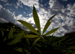 Воронежские полицейские задержали мужчину с 2 кг марихуаны