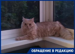 На собственного домашнего кота пожаловались в редакцию «Блокнот Воронеж»