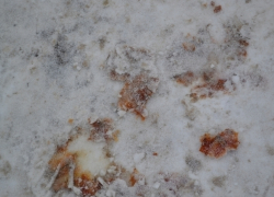 Жители Воронежа нашли выжившего после серьёзного нападения мужчину 