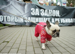 «Собачий вопрос»: Госдума готовит закон об ответственном обращении с животными