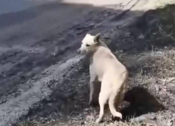 Душещипательная история со счастливым концом случилась в Воронеже