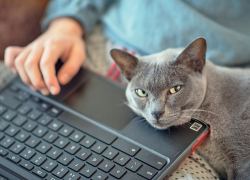 Почти половина воронежцев активно используют нейросети в работе