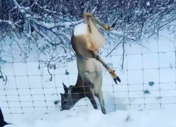 Чудесное спасение воронежцами дикого зверя попало на видео