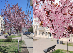 Город-сад: где в Воронеже цветут магнолии, сакуры и сливы, как в знаменитом парке Галицкого 