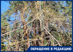 «Голенькие» деревья заметили в воронежском парке 