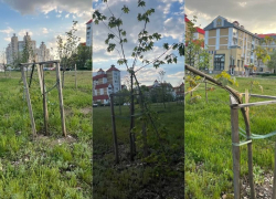 Больше пяти молодых деревьев сломали вандалы на аллее у Военного городка в Воронеже