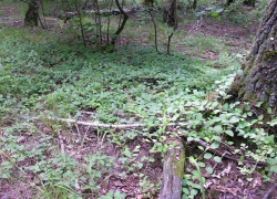 Опасную лиану обнаружили сотрудники Воронежского заповедника